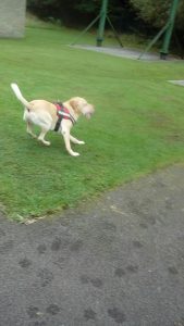 Search Dog Exercise October 2016